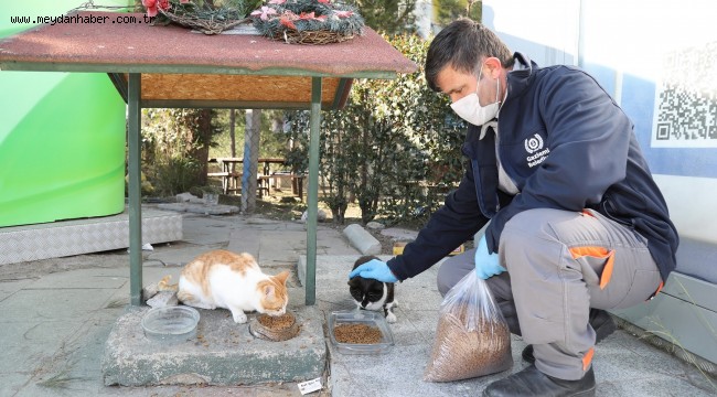 ARTIK GIDALAR SOKAK CANLARININ MAMASI OLACAK 