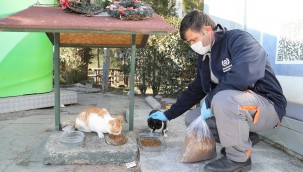 ARTIK GIDALAR SOKAK CANLARININ MAMASI OLACAK 