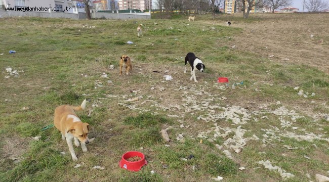 Çorlu Belediyesi Soğuk Kış Günlerinde Can Dostlarımızın Yanında