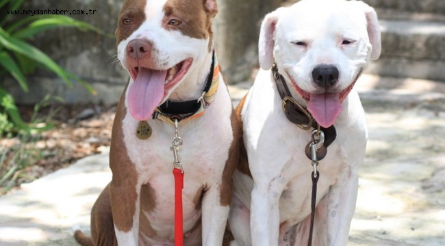 Fethiye Belediyesi'nden Örnek Uygulama