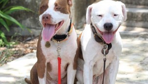 Fethiye Belediyesi'nden Örnek Uygulama