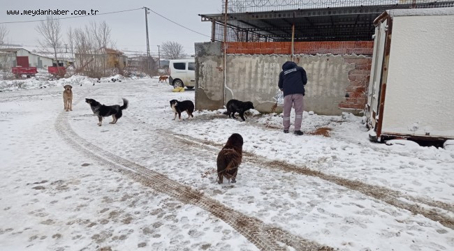 Keşan Belediyesi olumsuz hava koşullarında da can dostların yanında oldu
