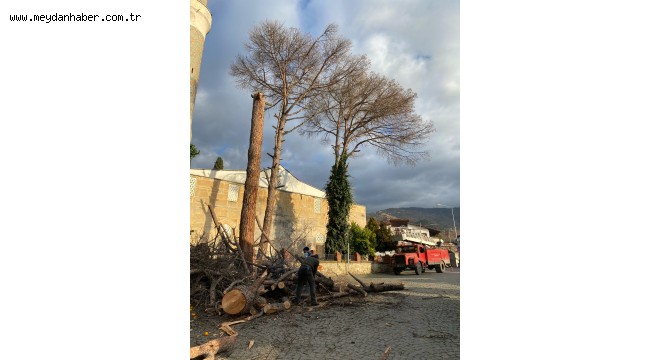 Kuruyan ağaçlar ihtiyaç sahiplerine yakacak oluyor 