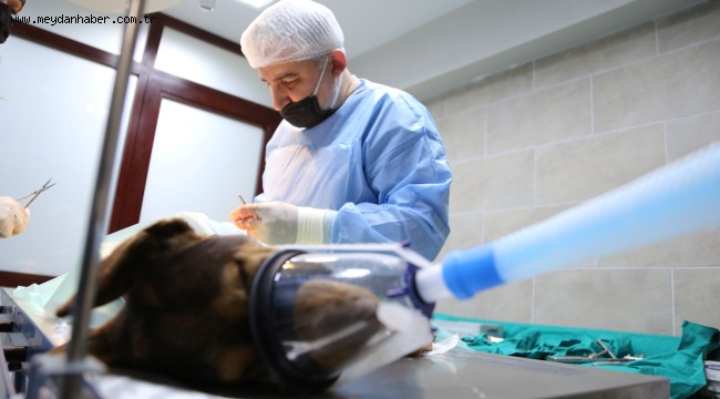 Yaralı köpek Büyükşehir'le hayata tutundu