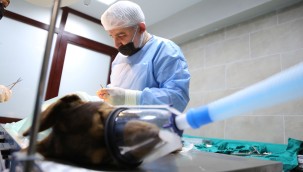 Yaralı köpek Büyükşehir'le hayata tutundu