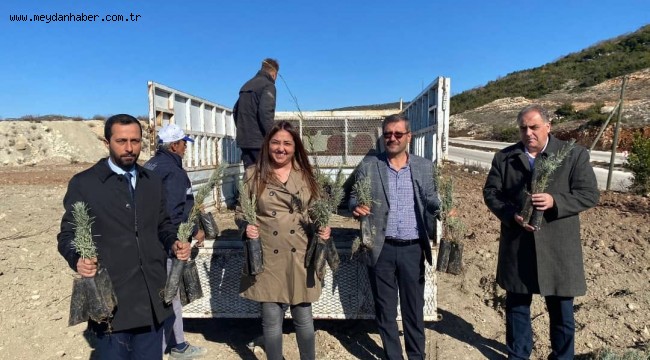 YAYLADAĞI'NDA LAVANTA DİKİMİ YAPILDI