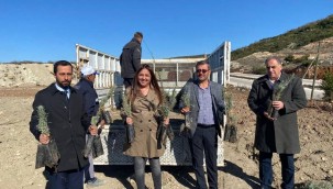 YAYLADAĞI'NDA LAVANTA DİKİMİ YAPILDI