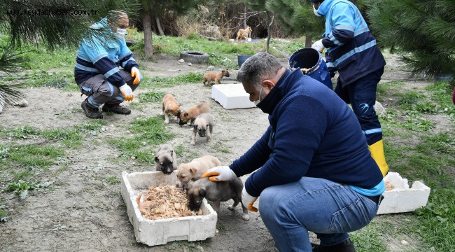 ZORLU KIŞ KOŞULLARINDA DA PATİLİ DOSTLARIN YANINDA