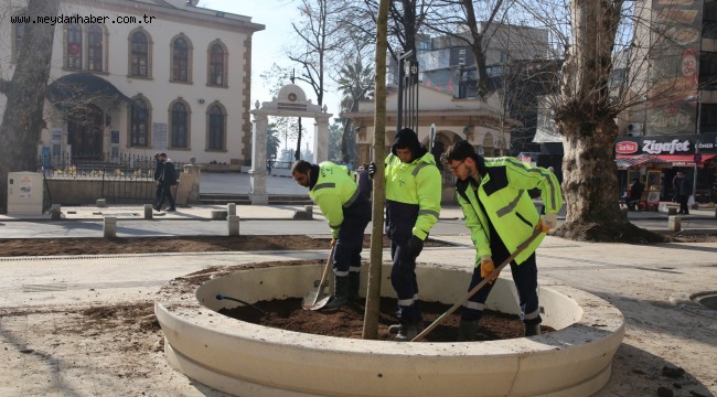 Asırlık çınarlara yenileri ekleniyor