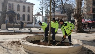 Asırlık çınarlara yenileri ekleniyor