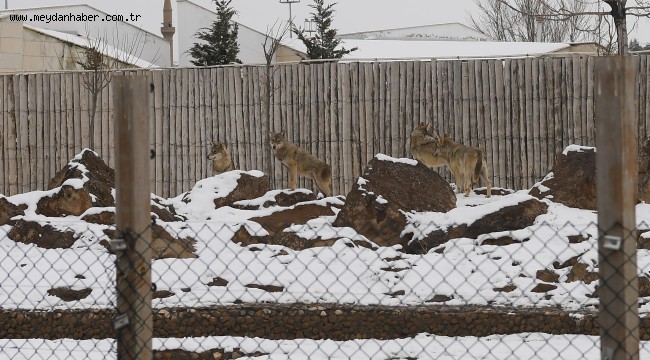 BÜYÜKŞEHİR'İN HAYVANAT BAHÇESİ SAKİNLERİ KARIN KEYFİNİ ÇIKARIYOR