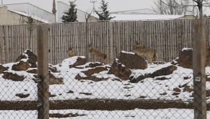 BÜYÜKŞEHİR'İN HAYVANAT BAHÇESİ SAKİNLERİ KARIN KEYFİNİ ÇIKARIYOR