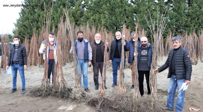 Büyükşehir'in yüzde 50 hibeli fidan dağıtımı başladı
