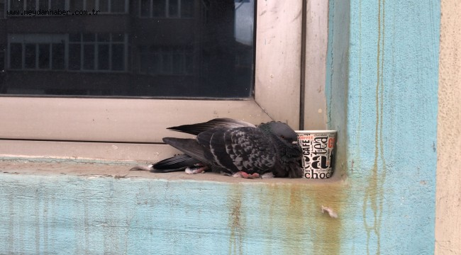  Zabıta'dan yaralı güvercine şefkat eli