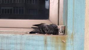  Zabıta'dan yaralı güvercine şefkat eli