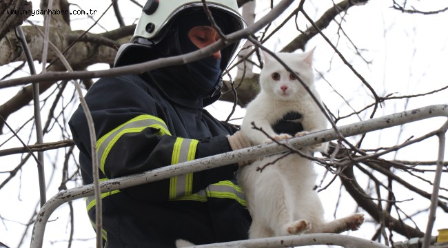 İTFAİYE EKİPLERİ AĞAÇTA KALAN KEDİYİ KURTARDI