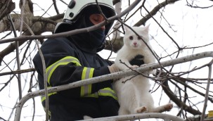 İTFAİYE EKİPLERİ AĞAÇTA KALAN KEDİYİ KURTARDI
