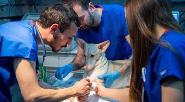 İzmir'de sahipsiz sokak köpekleri için rehabilitasyon hizmeti başladı