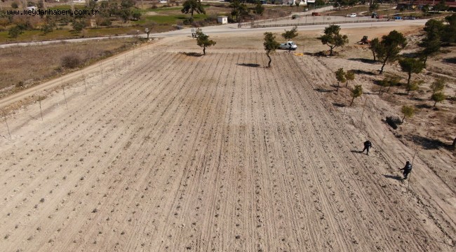 ORTAKÖY MESİRE ALANINA LAVANTA FİDANI DİKİLDİ