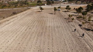 ORTAKÖY MESİRE ALANINA LAVANTA FİDANI DİKİLDİ