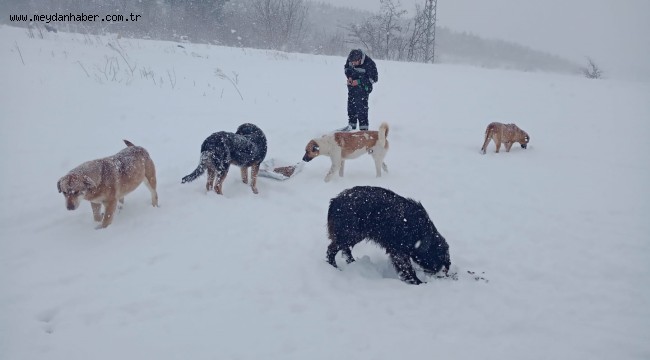 Sokaktaki canlar aç kalmıyor