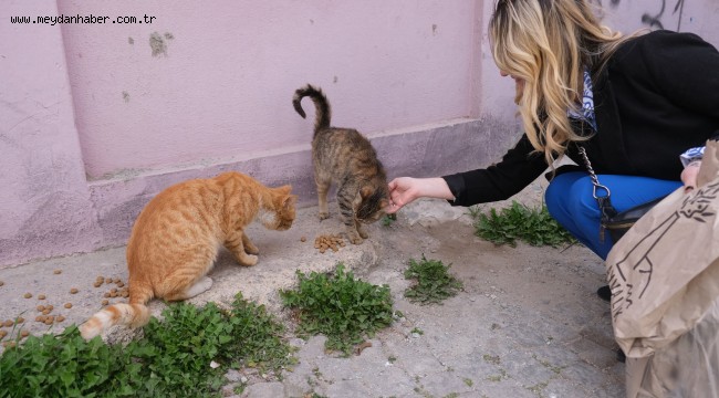 AYVALIKLI HAYVANSEVERLER SOKAKTAKİ DOSTLARINI UNUTMADI