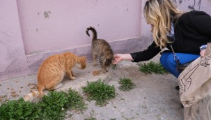 AYVALIKLI HAYVANSEVERLER SOKAKTAKİ DOSTLARINI UNUTMADI