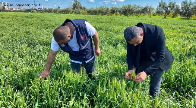 BELEDİYE ARAZİLERİNDE KUNDURU BUĞDAYI YETİŞİYOR