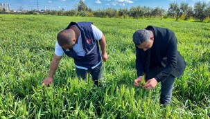 BELEDİYE ARAZİLERİNDE KUNDURU BUĞDAYI YETİŞİYOR