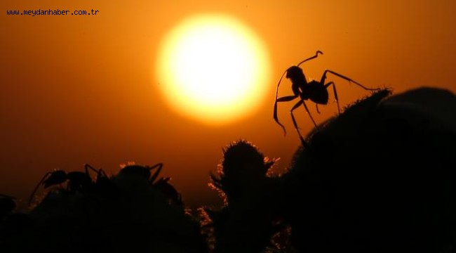 Osaka havalimanında "istilacı" karınca alarmı