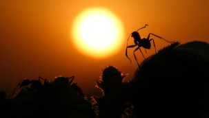 Osaka havalimanında "istilacı" karınca alarmı