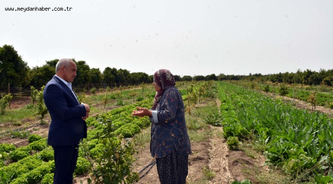TARSUS BELEDİYESİ DESTEK VERDİ, ÜRETİCİYE VERİLEN MARULLARIN HASAT ZAMANI GELDİ