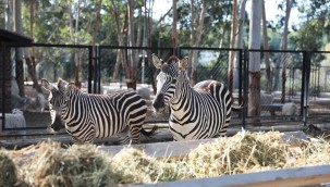 TARSUS DOĞA PARKI, 23 NİSAN'DA ÇOCUKLARA ÜCRETSİZ OLACAK