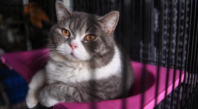 Alman kasabasında kedilere dışarı çıkma yasağı