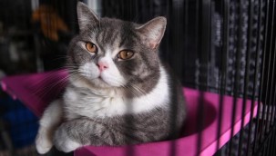 Alman kasabasında kedilere dışarı çıkma yasağı