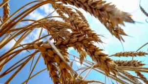 Almanya küresel kıtlık konusunda endişeli