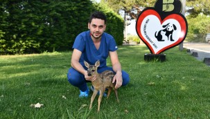 BBB  karacayı yeniden ayağa kaldırdı   Yaralı karaca sağlığına kavuştu