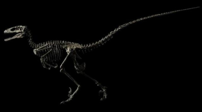 Jurassic Park filmine ilham veren dinozor iskeleti 12,4 milyon dolara satıldı