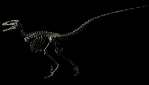 Jurassic Park filmine ilham veren dinozor iskeleti 12,4 milyon dolara satıldı