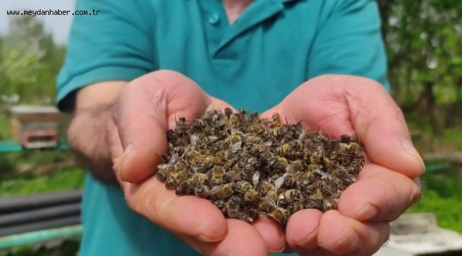 Kanada arıcılık sektörü zorda