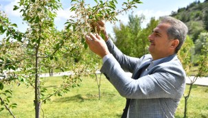Mamak Yeşiliyle Yaza "Merhaba" Diyor
