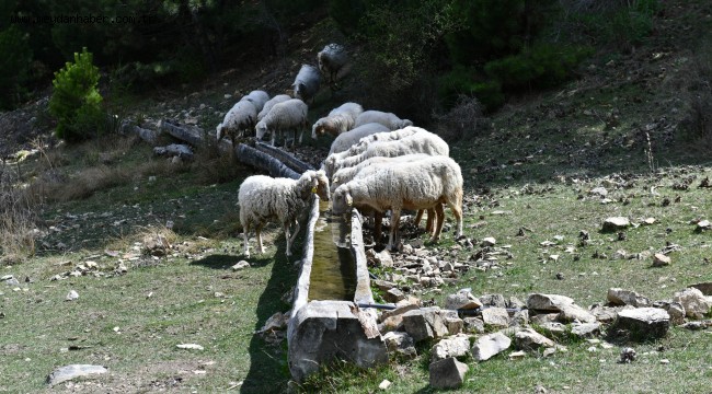 MANSUR YAVAŞ DUYURDU: ŞİMDİ DE HAYVANCILIK YAPAN ÇİFTÇİLERE SIVAT DESTEĞİ