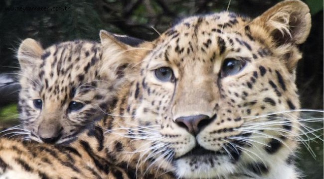 Nesli tükeniyordu: İki Amur leoparı doğdu