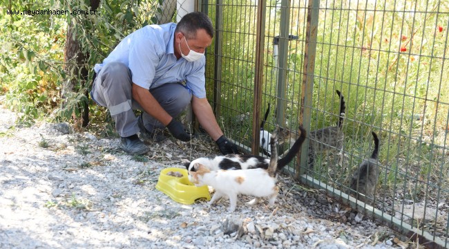 "Sahipsiz Hayvanları Koruma Birliği" kuruluyor