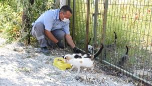 "Sahipsiz Hayvanları Koruma Birliği" kuruluyor