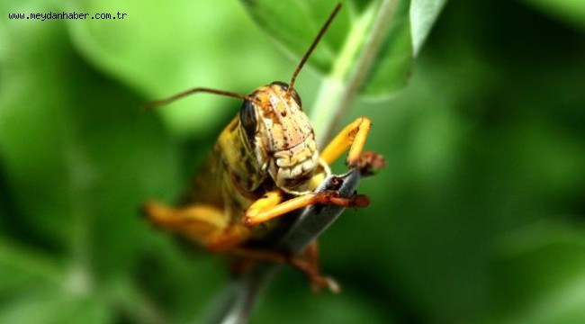 Sardinya adasını çekirgeler bastı