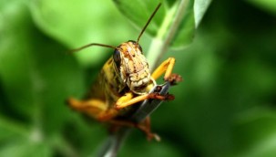 Sardinya adasını çekirgeler bastı