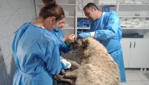 Sulama kanalına düşen köpek kurtarılarak tedavi altına alındı