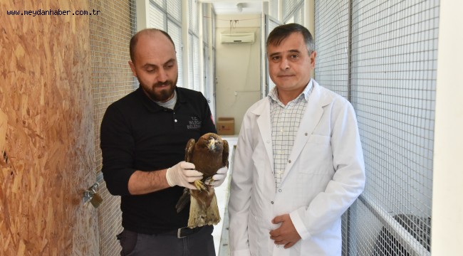 TEDAVİ EDİLEN YARALI ŞAHİN İYİLEŞTİKTEN SONRA ÖZGÜRLÜĞE KANAT AÇTI