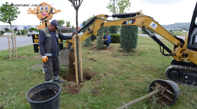 Belediye çevre yolu kenarına 700 adet yetişmiş ağaç dikiyor